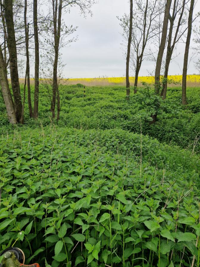 vysekání trasy plynového potrubí Heřmánky